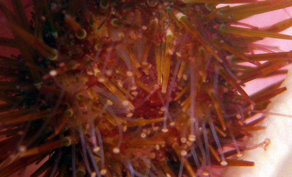 A caccia di Psammechinus microtuberculatus